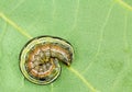 Colorful armyworm on leaf