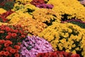 Colorful arrangement of Fall mums