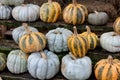 Colorful arrangement in shapes and sizes of pumpkins and squash on benches at outdoor section of farmers market Royalty Free Stock Photo