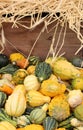 Bright and colorful squash and gourds on table covered in straw at farmers market