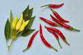 Colorful arrangement of variety peppers closeup, top view, ingre