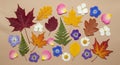 Colorful array of autumn elements arranged Royalty Free Stock Photo
