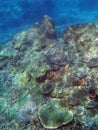 Colorful array of corals growing on a reef at Great Keppel Island, Queensland, Australia Royalty Free Stock Photo