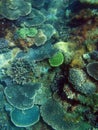 Colorful array of corals growing on a reef at Great Keppel Island, Queensland, Australia Royalty Free Stock Photo