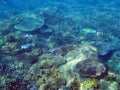 Colorful array of corals growing on a reef at Great Keppel Island, Queensland, Australia Royalty Free Stock Photo