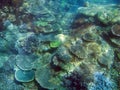 Colorful array of corals growing on a reef at Great Keppel Island, Queensland, Australia Royalty Free Stock Photo