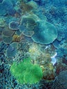 Colorful array of corals growing on a reef at Great Keppel Island, Queensland, Australia Royalty Free Stock Photo