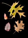 A colorful array of fallen leaves in vibrant autumn colors Royalty Free Stock Photo