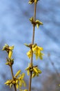 Colorful array of Forsythia flowers illuminated in the morning sunlight on the branches of a tree Royalty Free Stock Photo