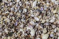 Colorful array of seashells carpeting the beach in Ao Nang, Thailand. Royalty Free Stock Photo