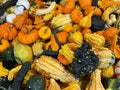 A colorful array of small pumpkins and gourds usher in the fall season
