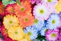 Colorful of artificial gerbera flower blooming