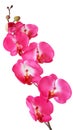 Colorful artificial orchid flowers isolated on white background Royalty Free Stock Photo