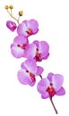 Colorful artificial orchid flowers isolated on white background
