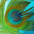 Colorful and Artistic closeup of Peacock Feather. Abstract macro peafowl feather, multicolored exotic bird