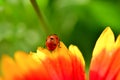 Colorful artistic cute ladybird examining the flower