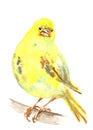 Watercolor yellow canary pet bird painting Royalty Free Stock Photo