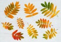 Colorful ashberry tree leaves on painted wooden background Royalty Free Stock Photo