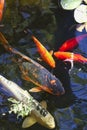 Colorful Asian Koi