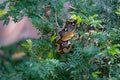 Colorful Asian rock python curling itself up on the tree top