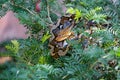 Colorful Asian rock python sticking tongue out while curling itself up on the tree top