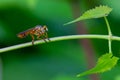 Colorful Asilidae robber fly perching on climbing plant stem