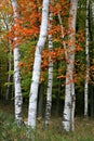Colorful Aspen Birch Tree