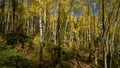 A colorful aspen grove in Colorado