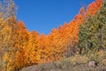 Colorful Aspen Grove Landscape in Fall