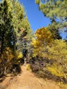 Colorful Aspen Trail during Autumn