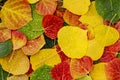 Colorful Aspen tree leaves on ground with water drops