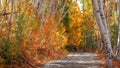Colorful Aspen trees along Last dollar road in Colorado Royalty Free Stock Photo