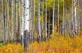 Aspen trees in autumn time