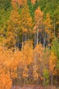 Colorful Aspen trees in autumn time Royalty Free Stock Photo