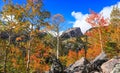 Colorful Aspen trees in Colorado rocky mountains in autumn time