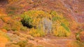 Colorful aspen trees in early autumn time in Colorado rocky mountains