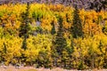 Colorful aspen trees explode in autumn colors in Rocky Mountains, Colorado, USA Royalty Free Stock Photo