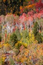 Colorful Aspen trees on the mountains of Utah during autumn Royalty Free Stock Photo