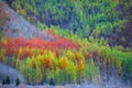 Colorful Aspen trees