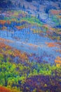 Colorful Aspen trees