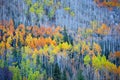 Colorful Aspen trees