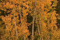 Colorful Aspens in Hope Valley