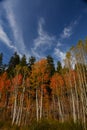 Colorful Aspens in Hope Valley
