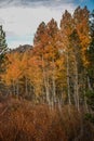 Colorful Aspens in Hope Valley