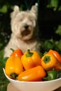 Colorful assortment of mini bell peppers of the `Lunchbox` variety (sweet snacking pepper) in a white bowl in the garden