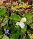 Colorful assortment of spring wildflowers including white trillium, blue violet and yellow trout lily