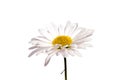 Colorful aster flowers isolated on white background. Royalty Free Stock Photo