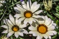 Colorful asters in the flower garden