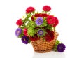 Colorful Asters flowers in cane basket Royalty Free Stock Photo