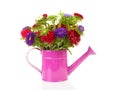 Colorful Asters flowers in pink watering can